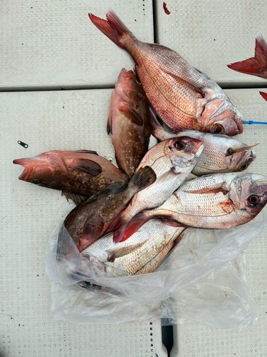 マダイの釣果