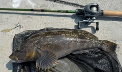 アイナメの釣果