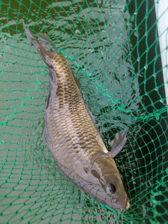 コイの釣果