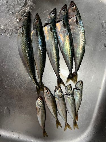 アジの釣果