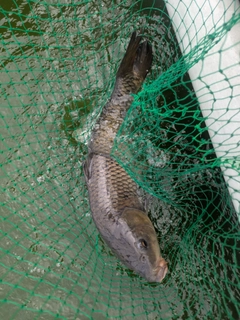 コイの釣果