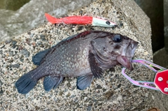 マゾイの釣果
