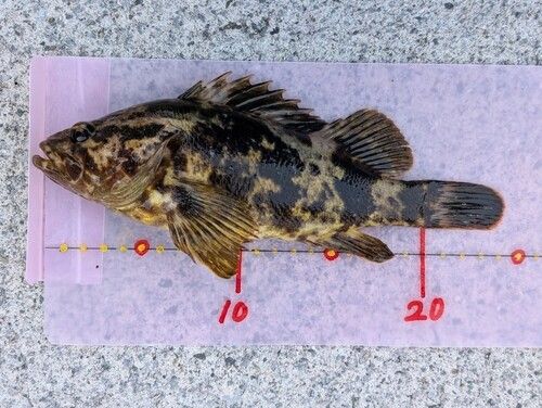 オウゴンムラソイの釣果