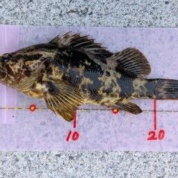 オウゴンムラソイ