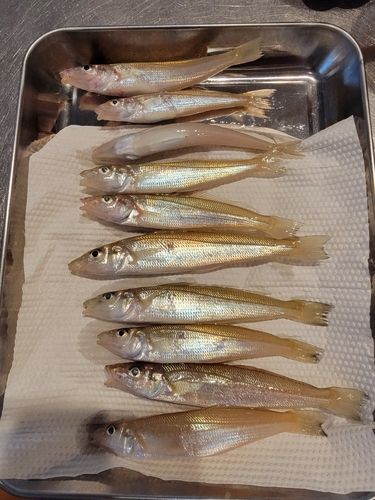 キスの釣果