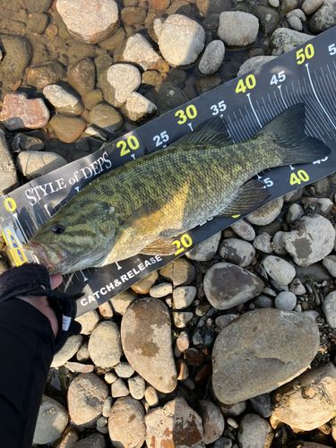 スモールマウスバスの釣果