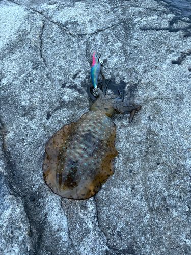 アオリイカの釣果