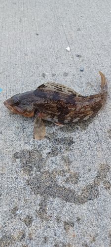 アイナメの釣果