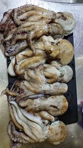 マダコの釣果