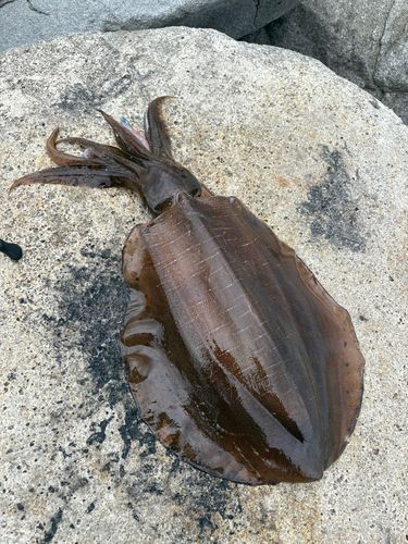 アオリイカの釣果