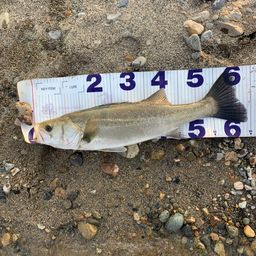 セイゴ（マルスズキ）