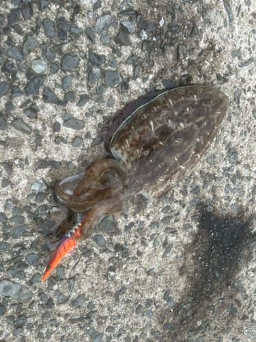モンゴウイカの釣果