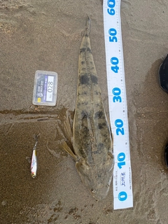 マゴチの釣果