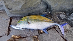カスミアジの釣果