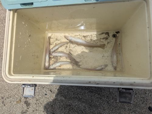 キスの釣果