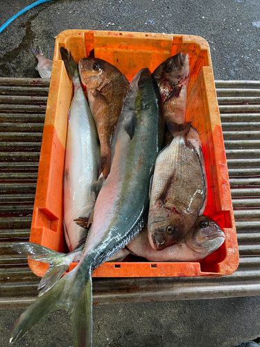 タイの釣果