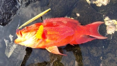 バラハタの釣果