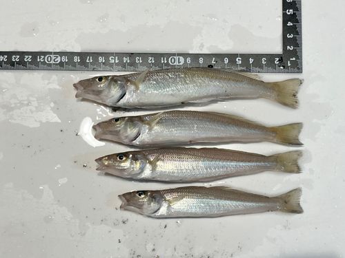 シロギスの釣果