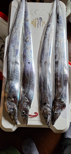 タチウオの釣果