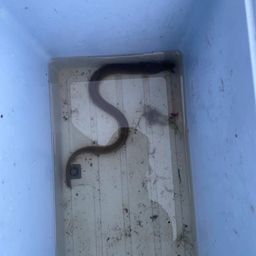 ウナギ