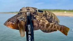 アイナメの釣果