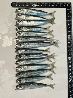 サバの釣果