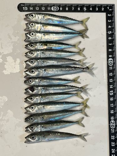 サバの釣果