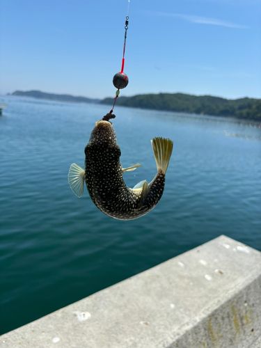 クサフグの釣果