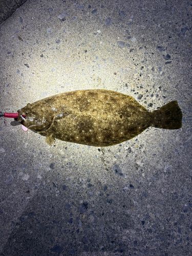 ヒラメの釣果