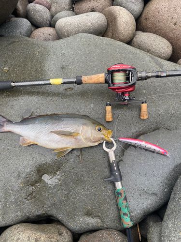 イサキの釣果