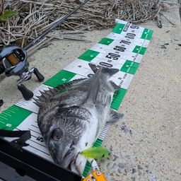 チヌ