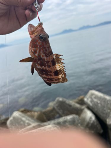 キジハタの釣果