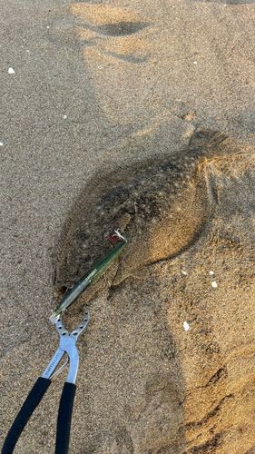 ヒラメの釣果