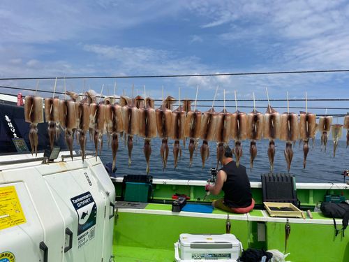 スルメイカの釣果