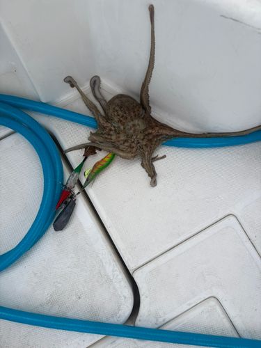 タコの釣果