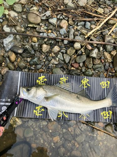 セイゴ（マルスズキ）の釣果