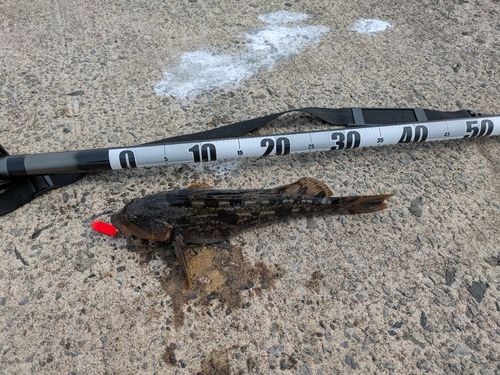 アブラコの釣果