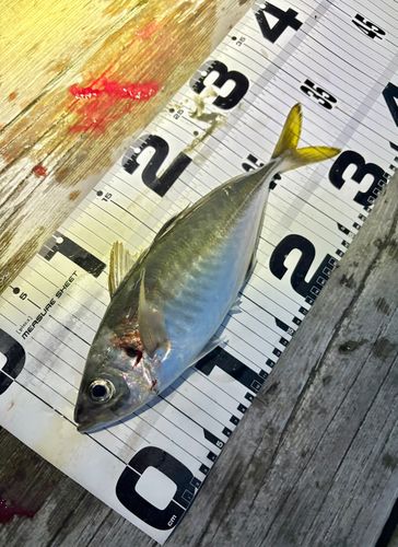 マアジの釣果