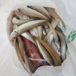 シロギス