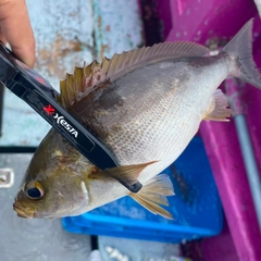 イサキの釣果