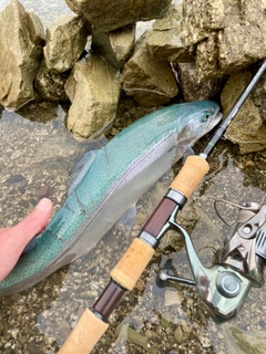 ニジマスの釣果