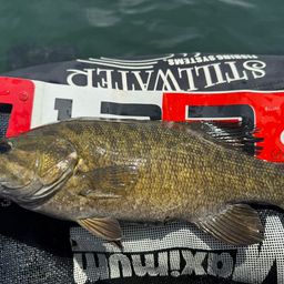 スモールマウスバス