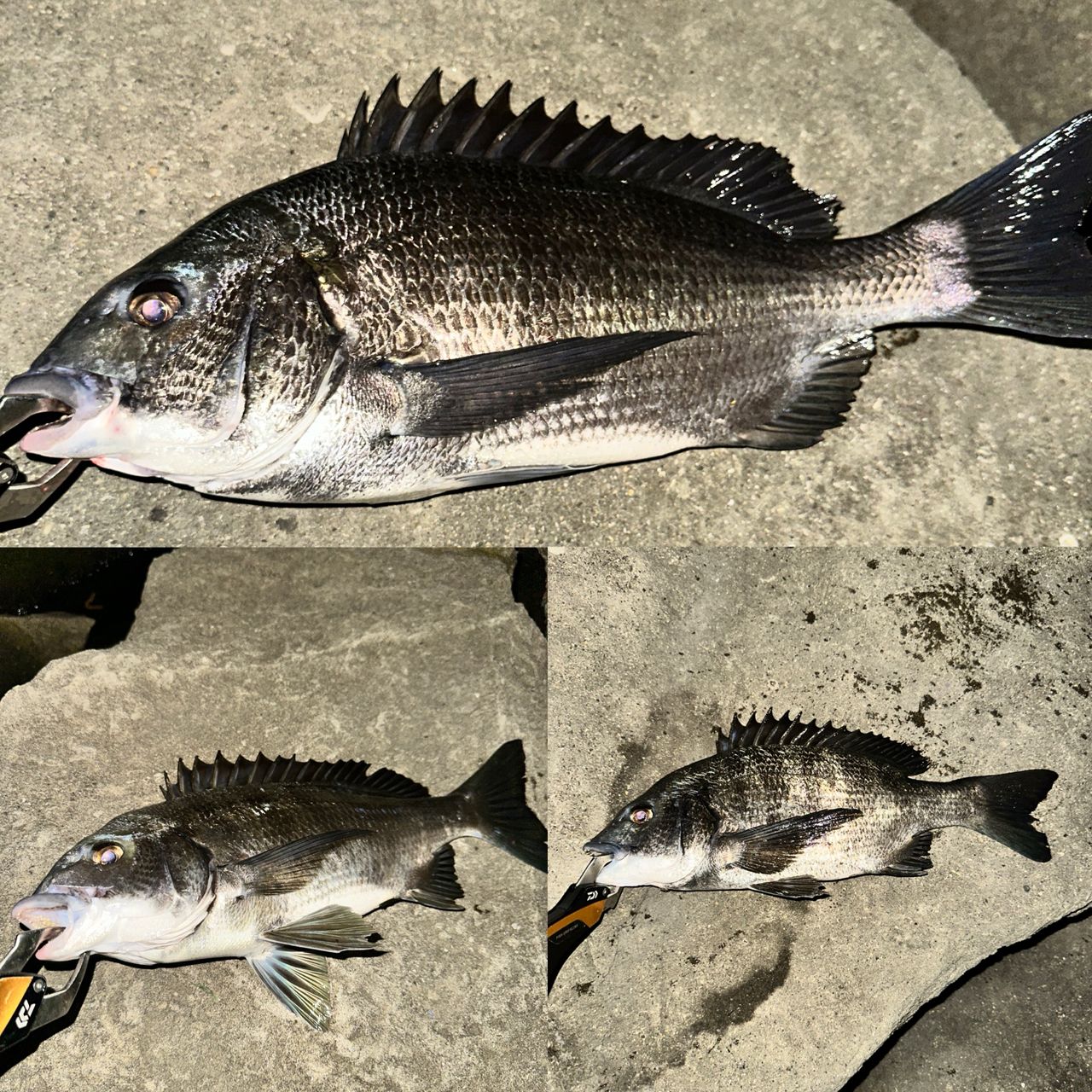 DAIWA 17モアザン LBD 2510PE-SHの最安値・インプレ・釣果 | 本音の