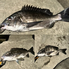 クロダイの釣果