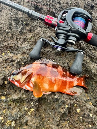 アカハタの釣果