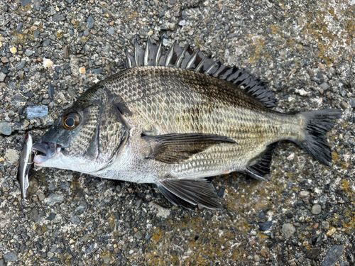 クロダイの釣果