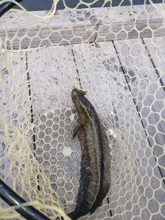 ライギョの釣果