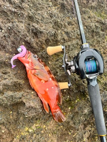 アカハタの釣果