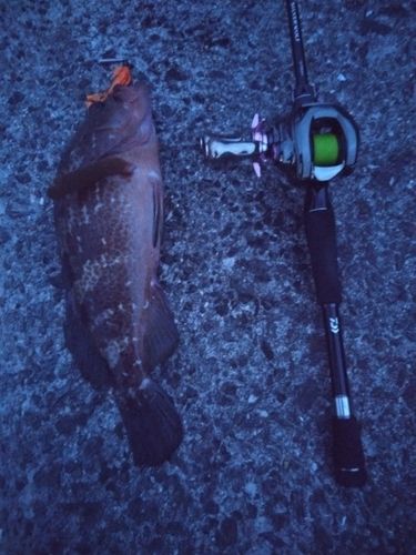 アコウの釣果
