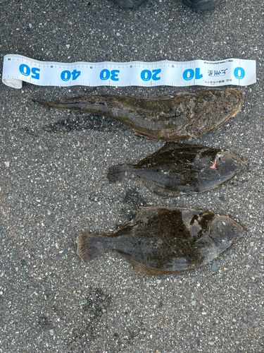 ヒラメの釣果
